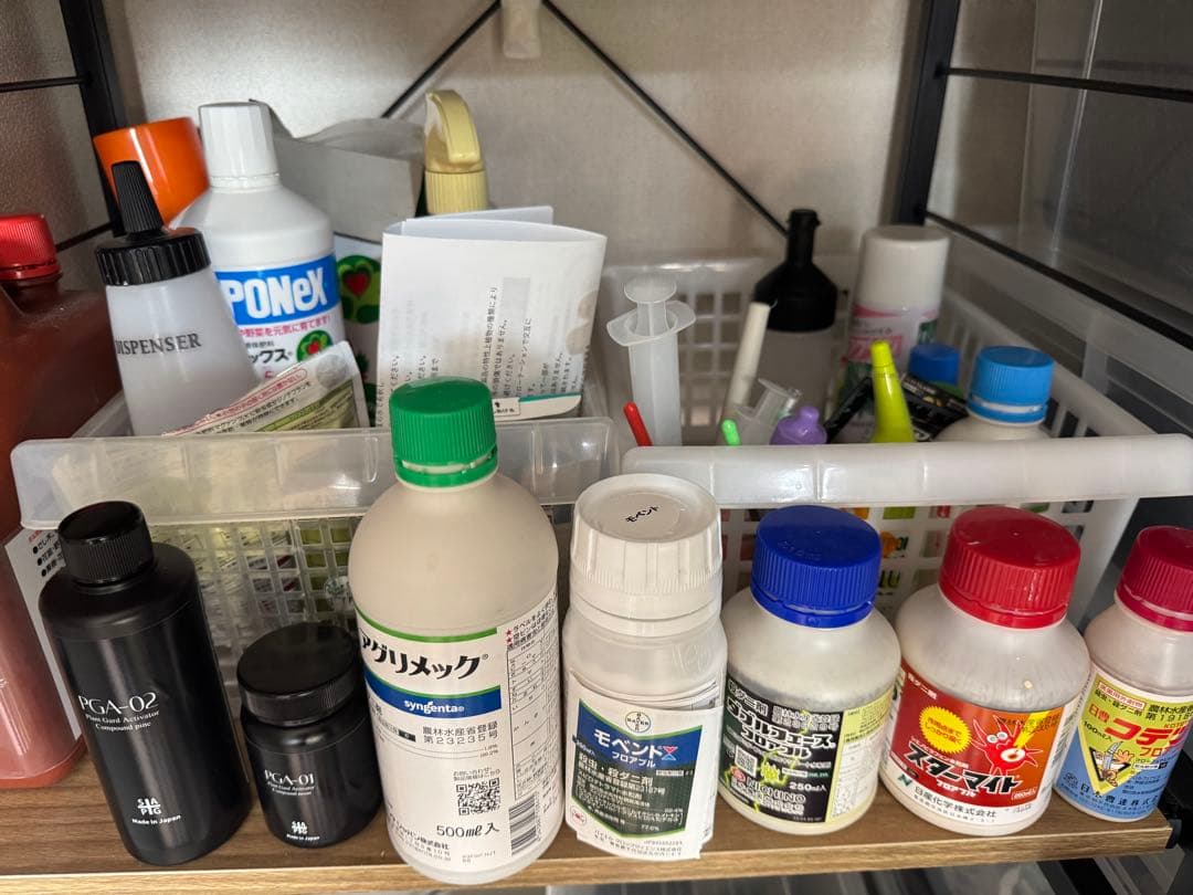 ビースト(写真株販売)アガベ チタノタ