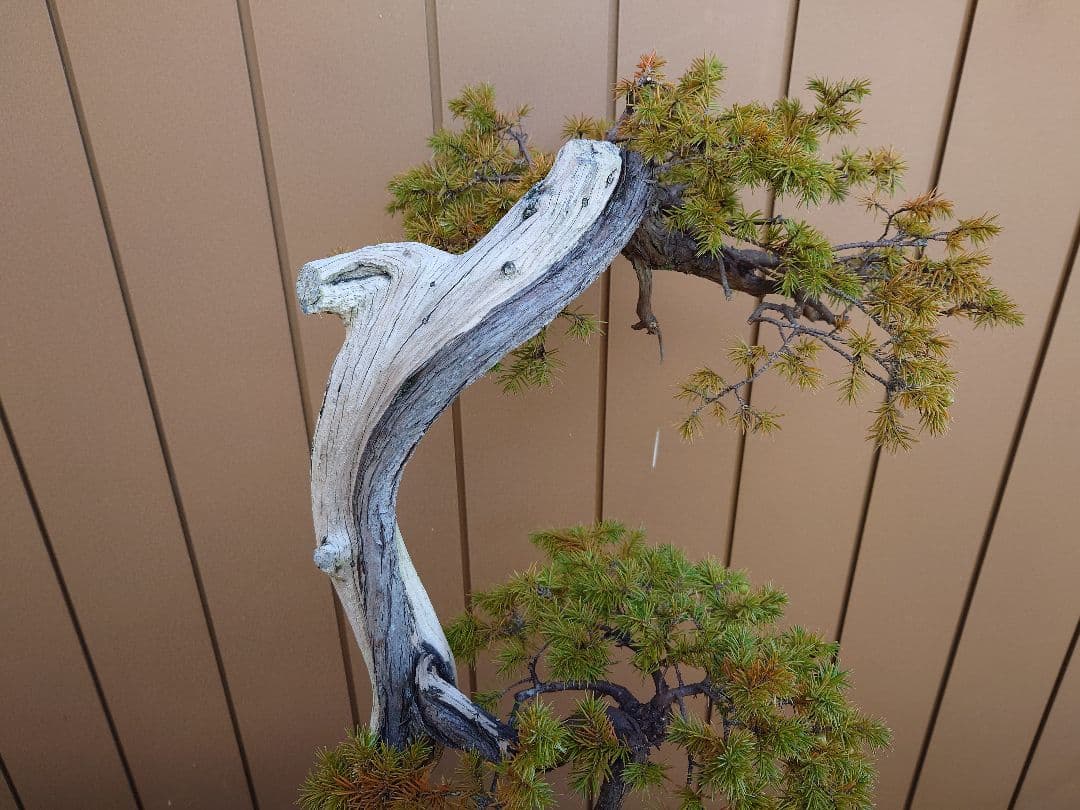 ※引取限定※　盆栽　杜松