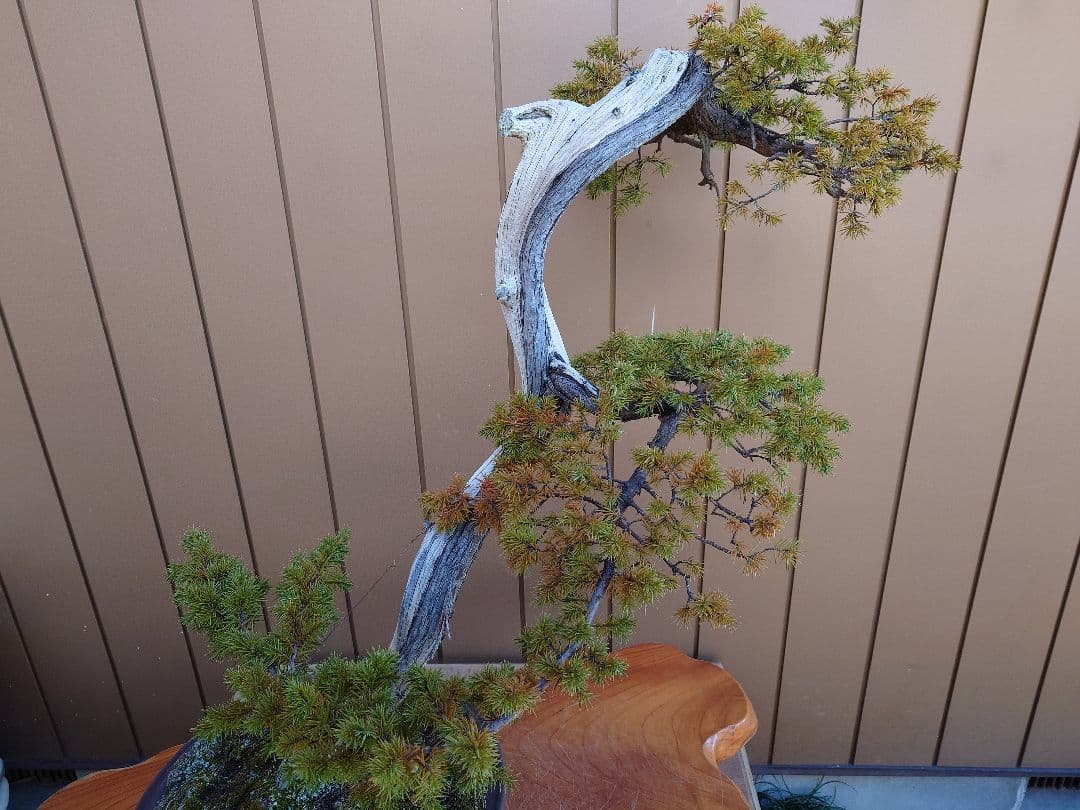 ※引取限定※　盆栽　杜松