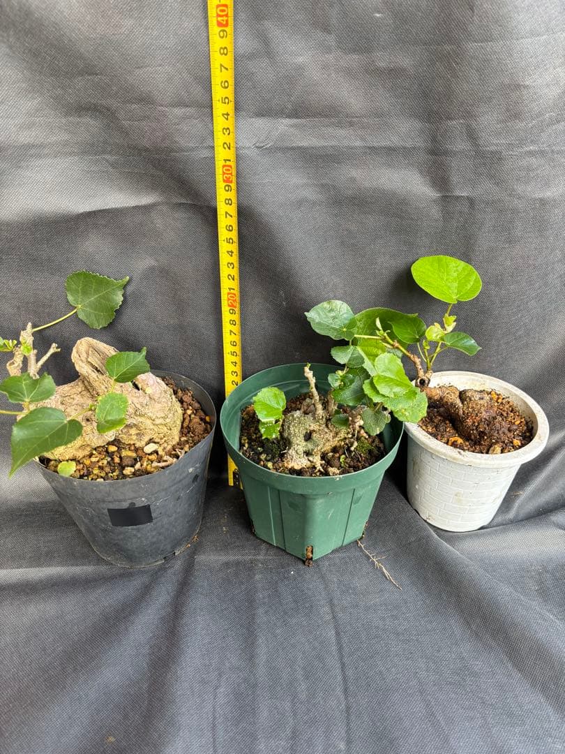 激レア 沖縄県産オオハマボウ 盆栽素材3株