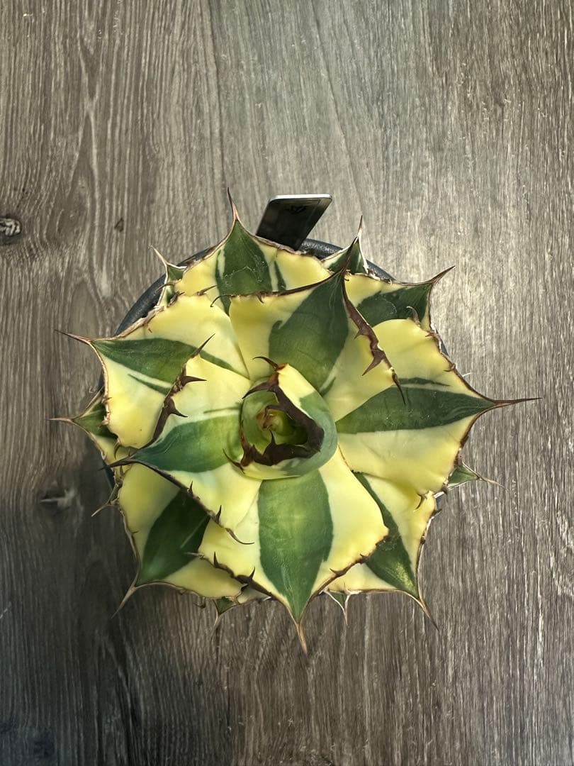 アガベ スナグルトゥース　valiem