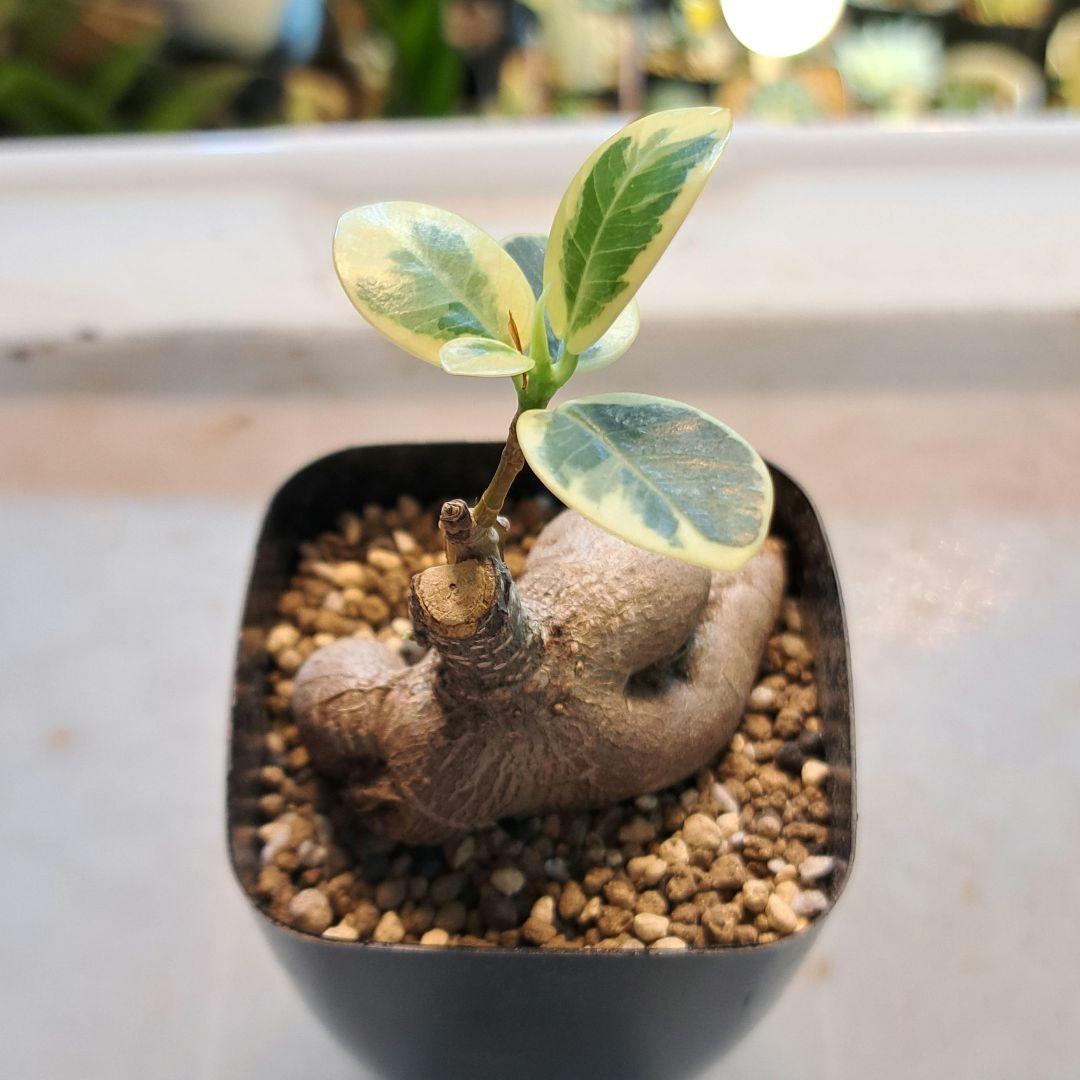 パンダガジュマル 斑入り 接木苗