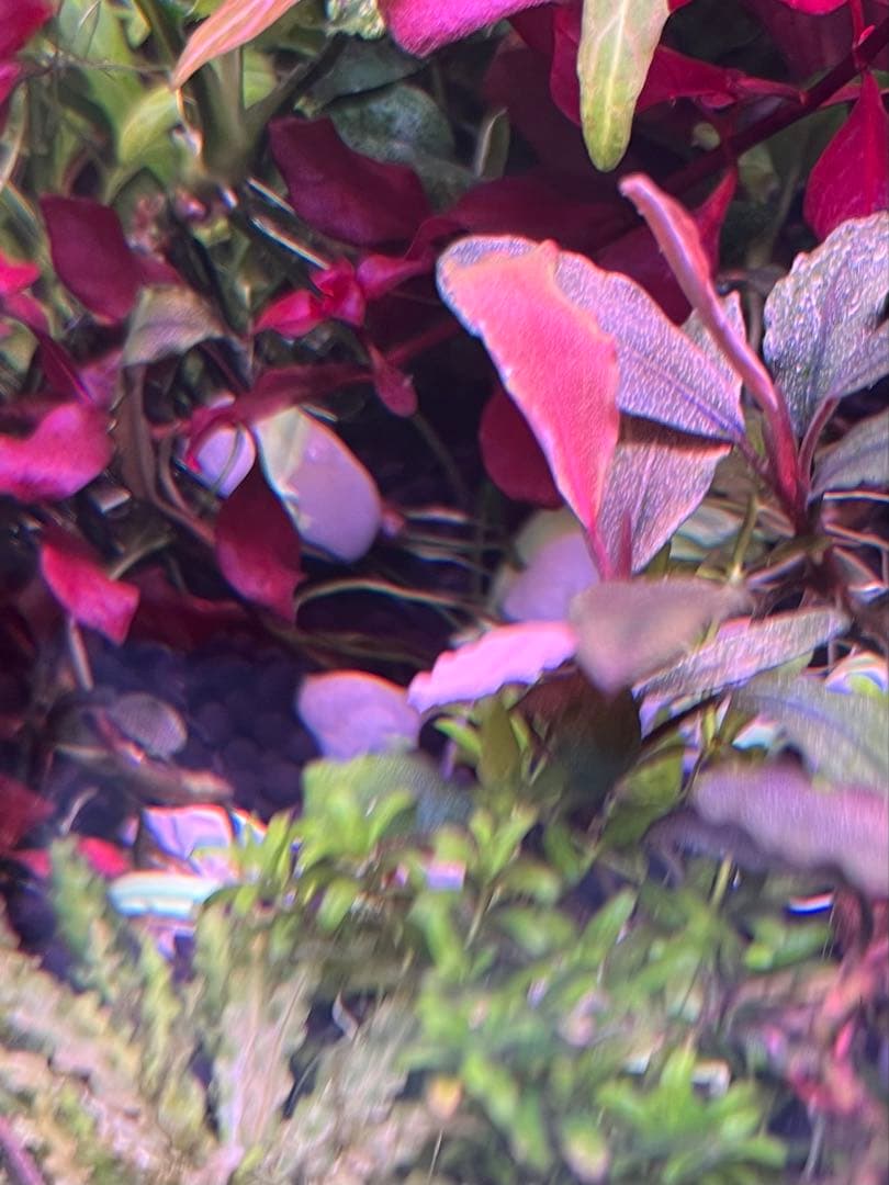 ブセファランドラ. ピンクバリエガータい斑入り 水中葉 - メルカリ