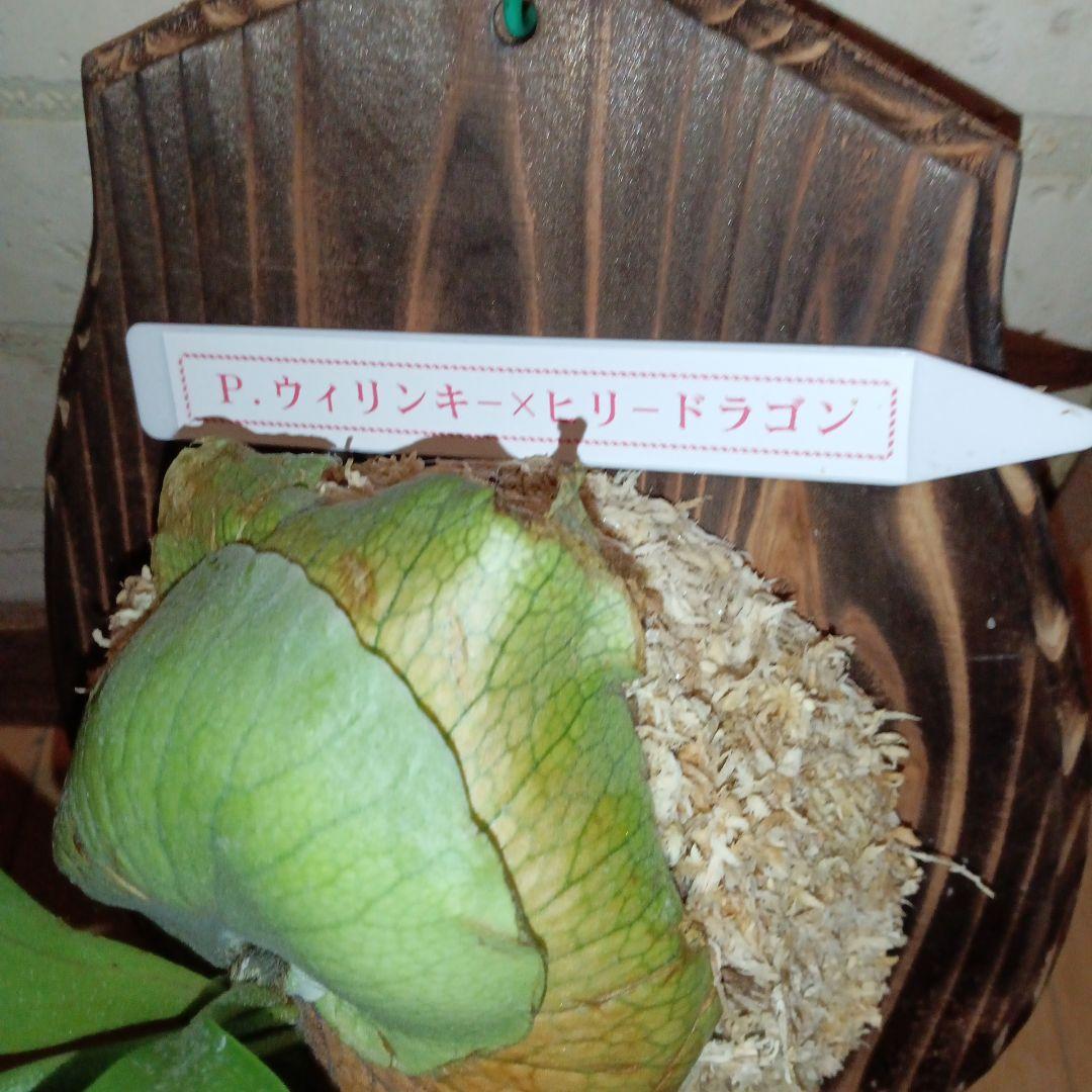 ステマリア＆ヒリードラゴンスポアオリジナルACO出品です!