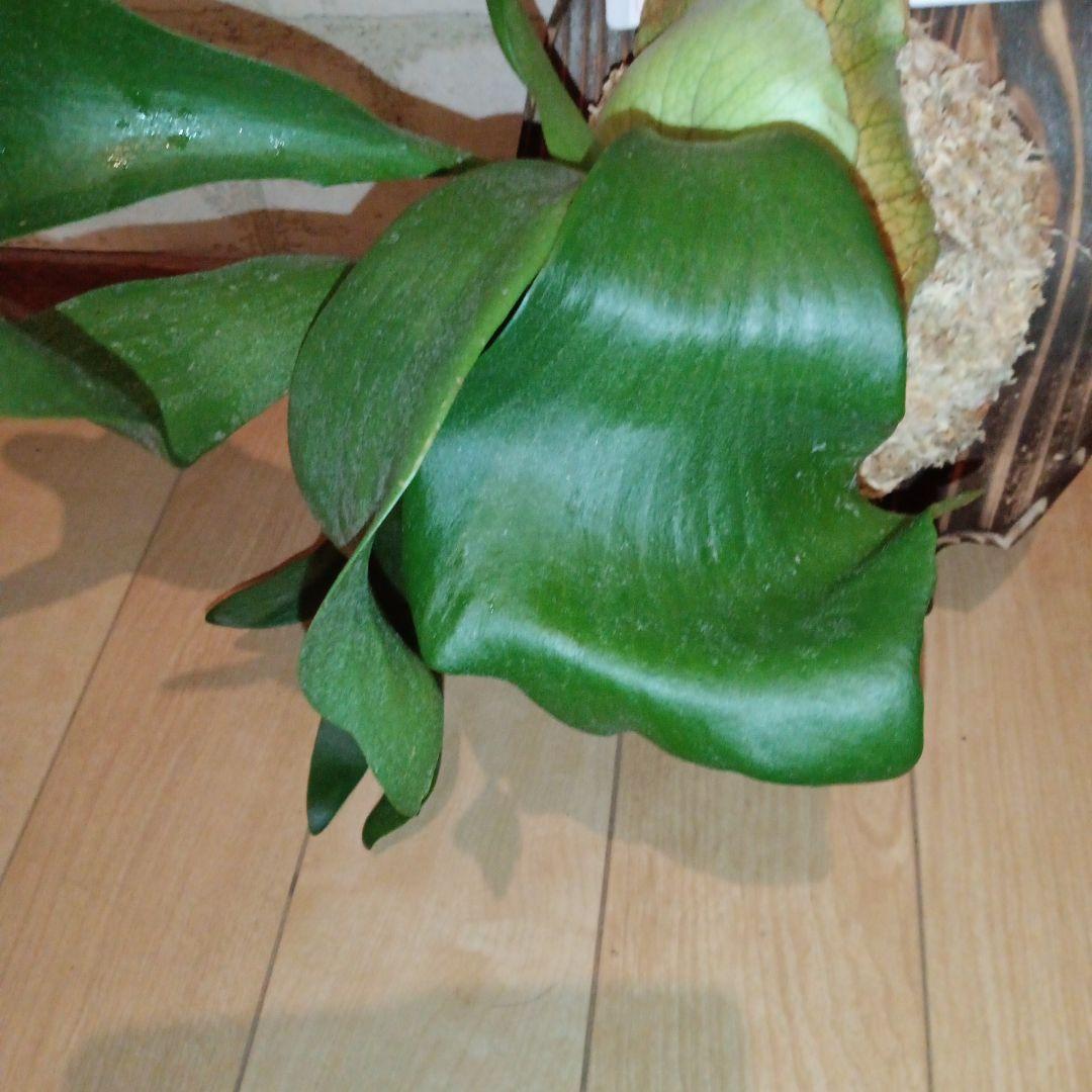 ステマリア＆ヒリードラゴンスポアオリジナルACO出品です!