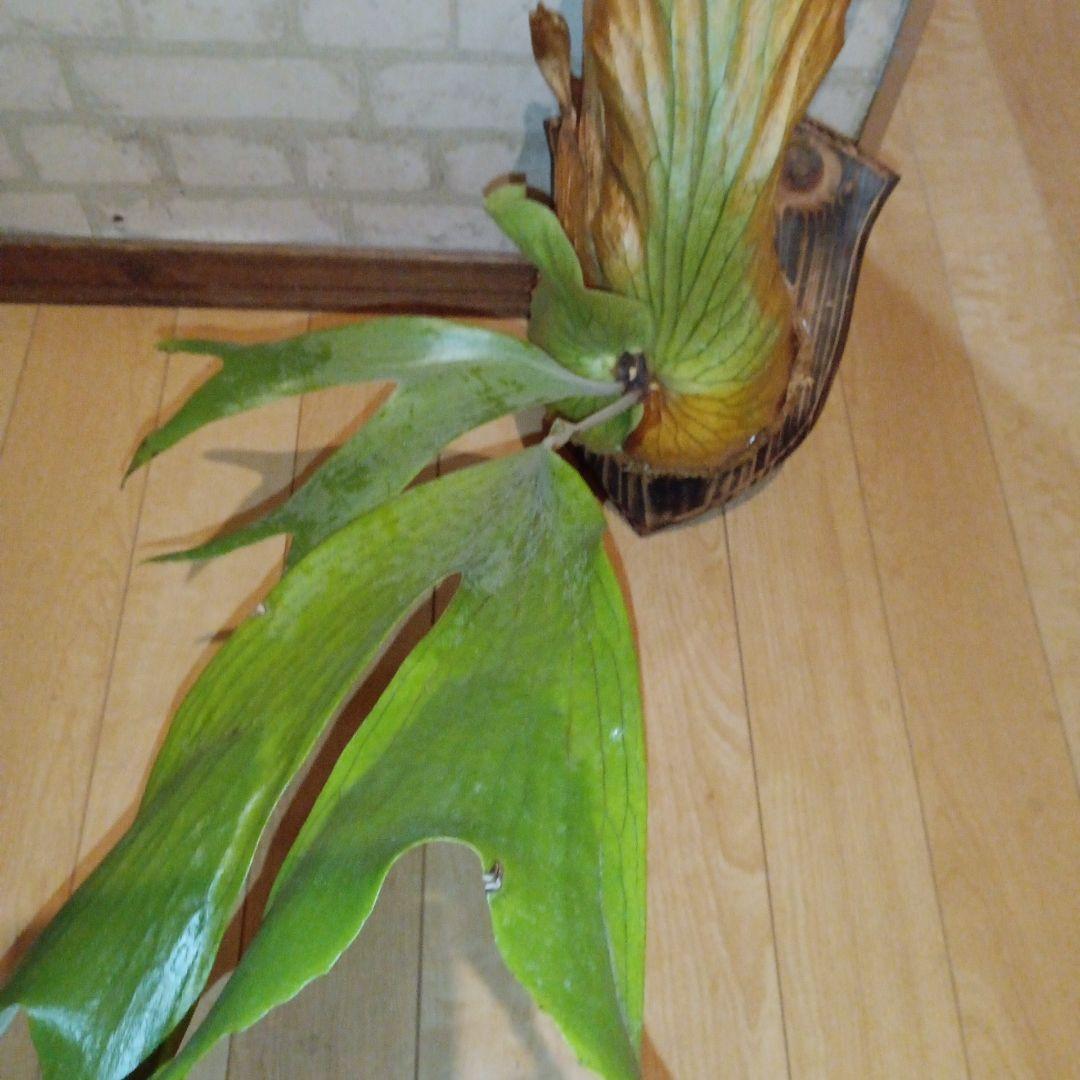 ステマリア＆ヒリードラゴンスポアオリジナルACO出品です!