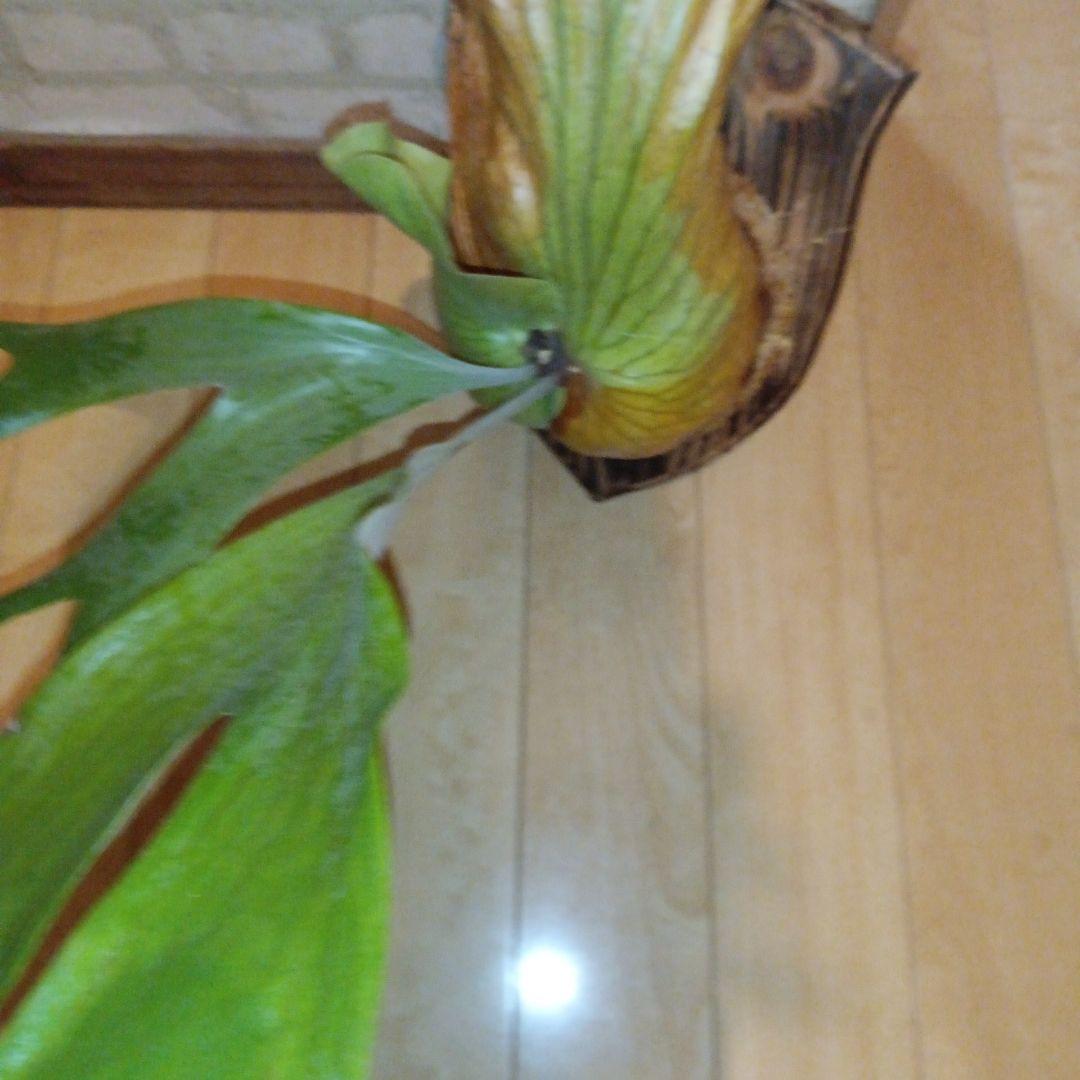 ステマリア＆ヒリードラゴンスポアオリジナルACO出品です!