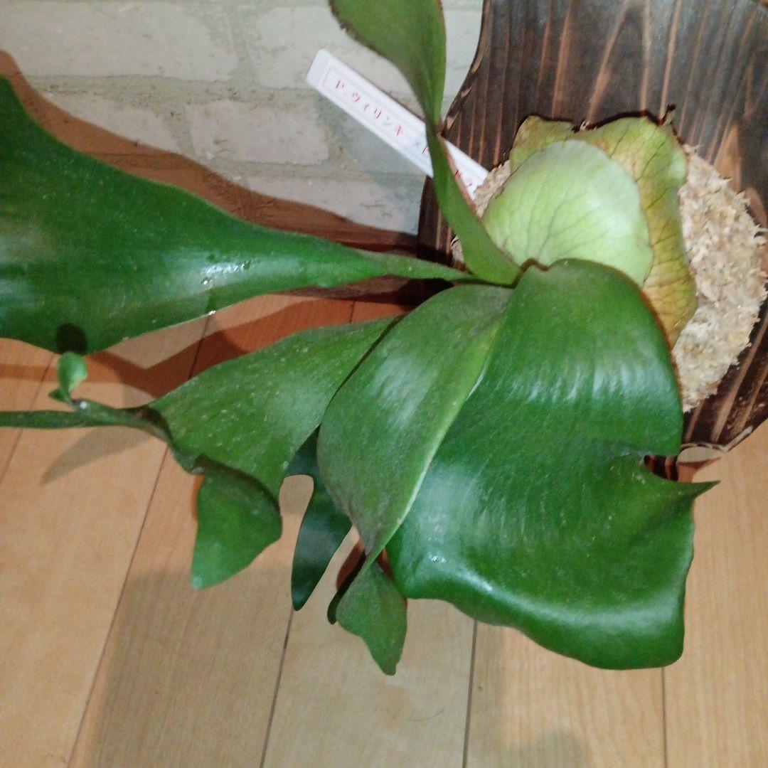 ステマリア＆ヒリードラゴンスポアオリジナルACO出品です!