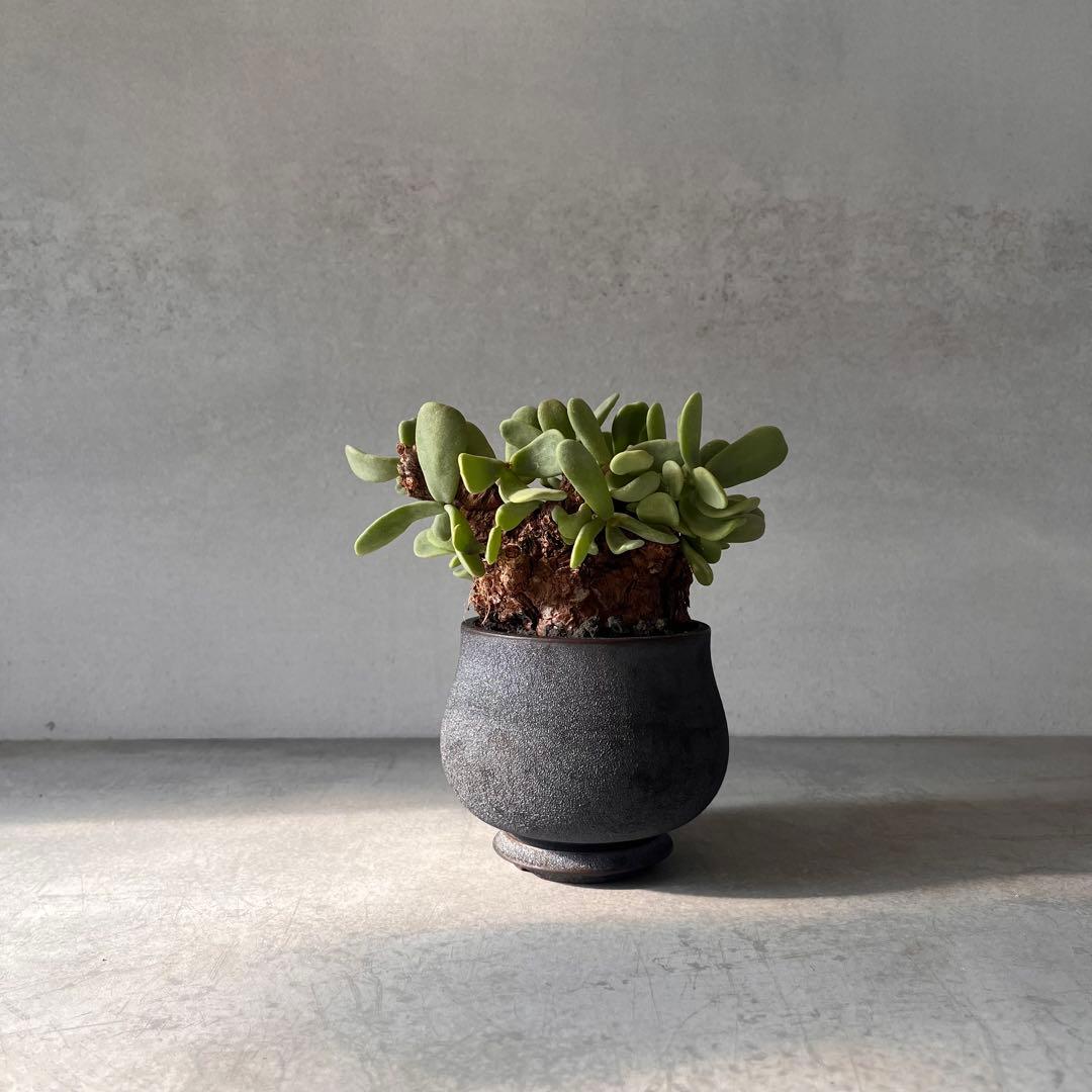 k*3様 ケラリアピグマエア　現地球　発根済み　塊根植物　陶器鉢セット