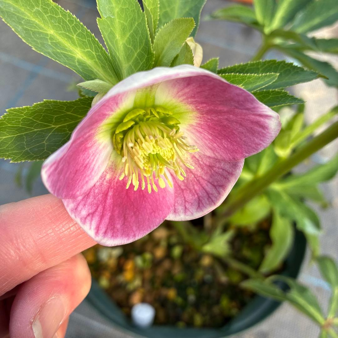 クリスマスローズ 7寸 パステリッシュ 親株 - メルカリ