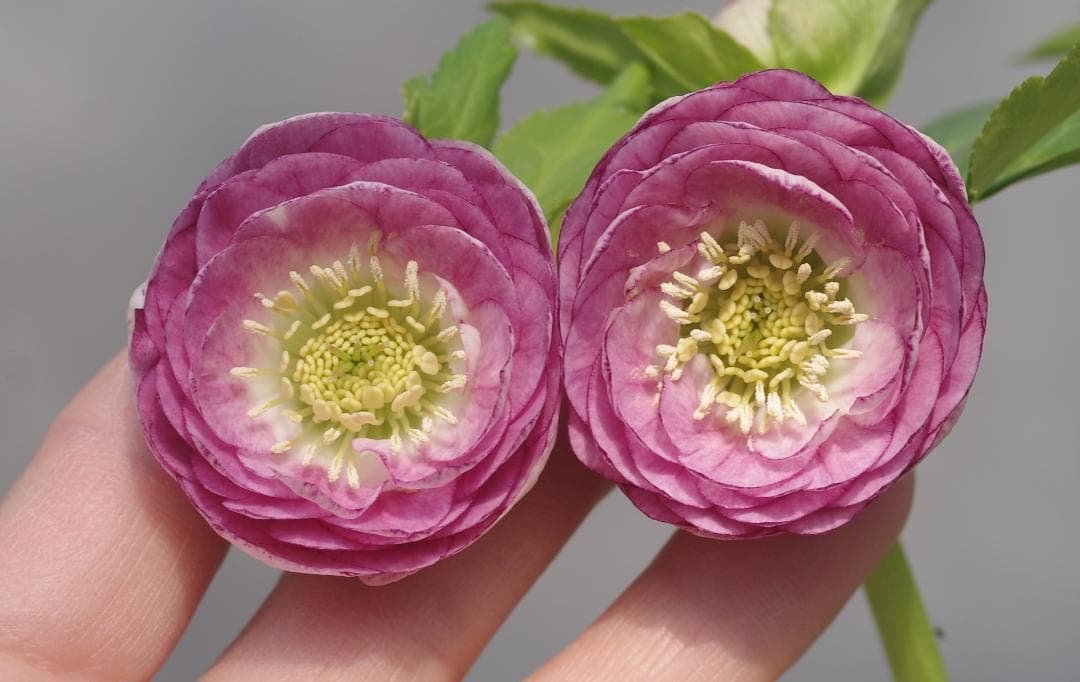 ☆チベタヌス4年苗 ☆ベインが濃く美しい太白山種☆クリスマスローズ