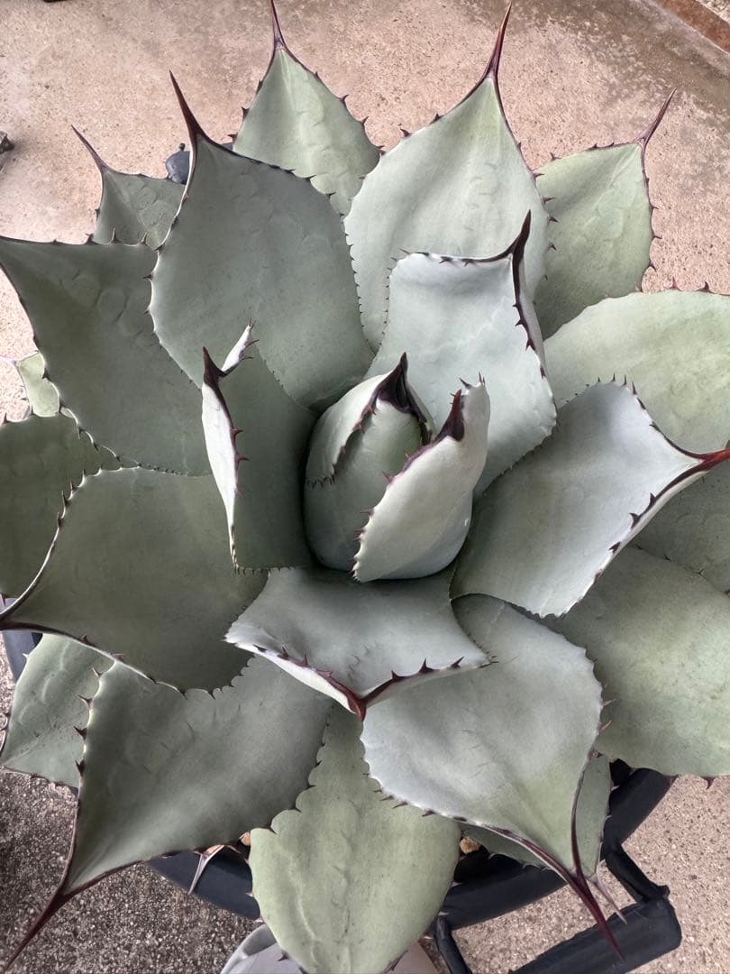 アガベ Agave parryi 244