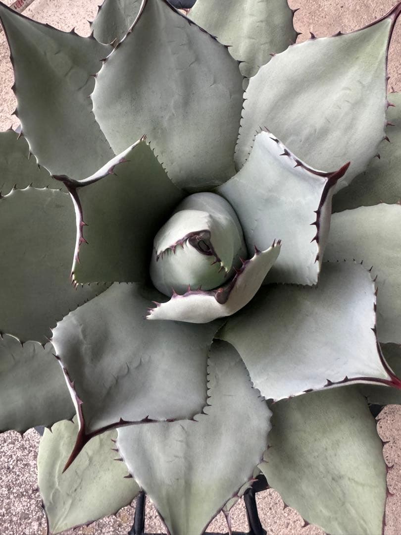 アガベ Agave parryi 244