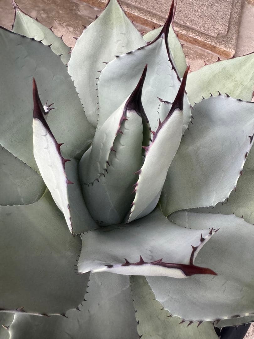 アガベ Agave parryi 244