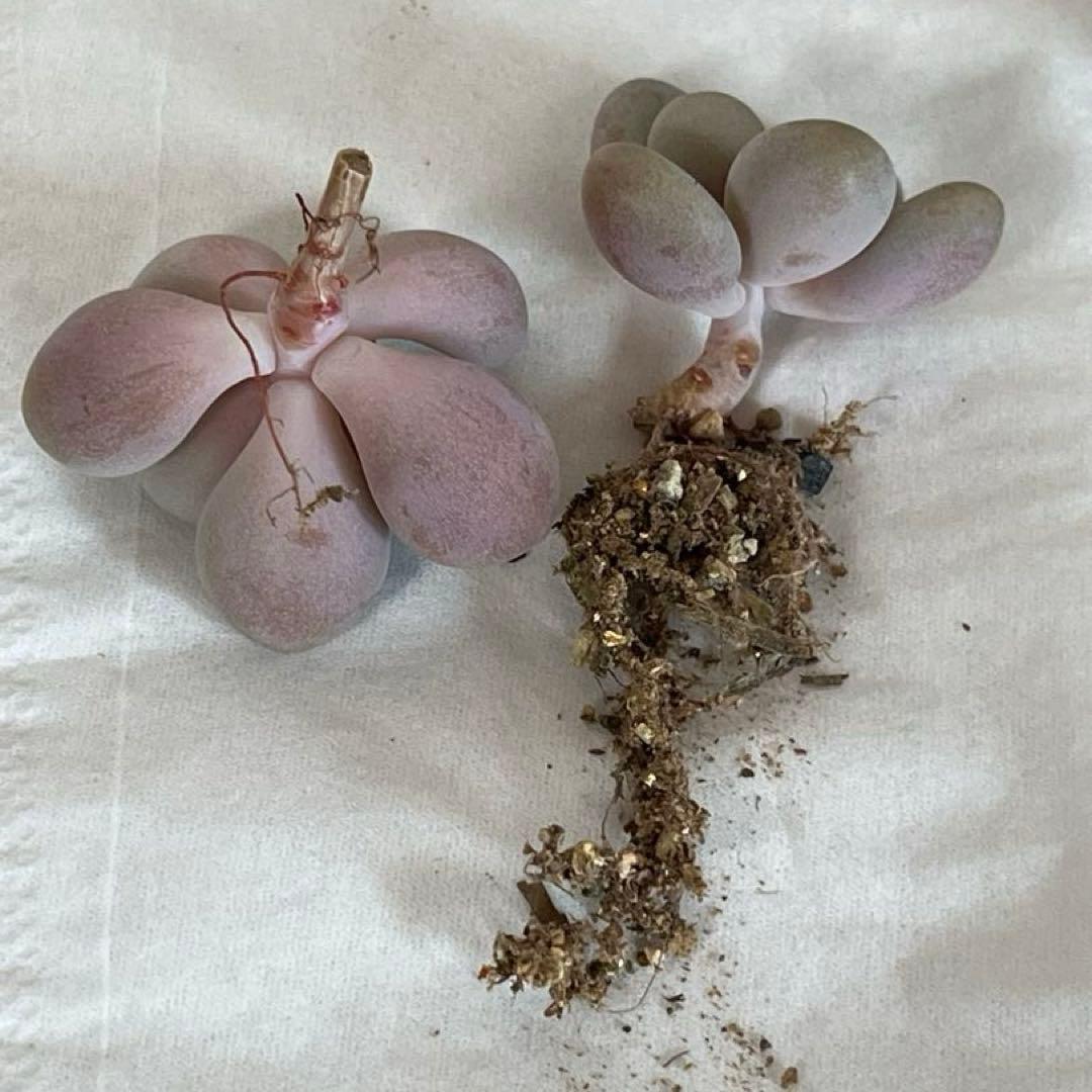 多肉植物 ビジュー (カット苗です)パクさん