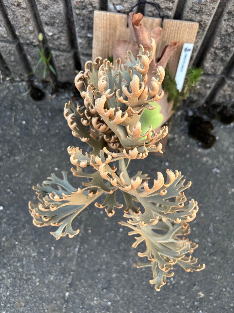 jenny comolebi 血統　胞子　ビカクシダ コウモリラン