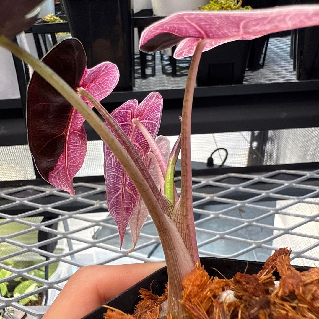 p*a様 選抜株 アロカシア バンビーノスーパーピンク