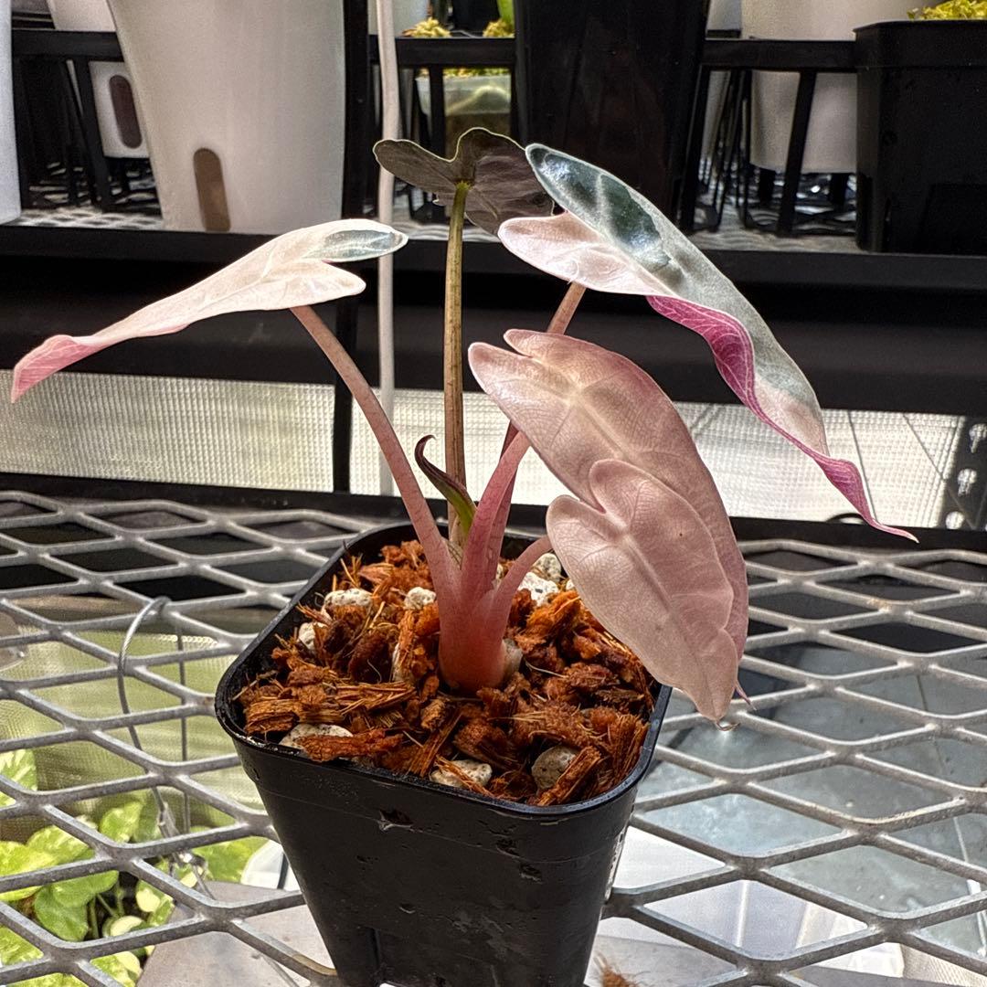 p*a様 選抜株 アロカシア バンビーノスーパーピンク