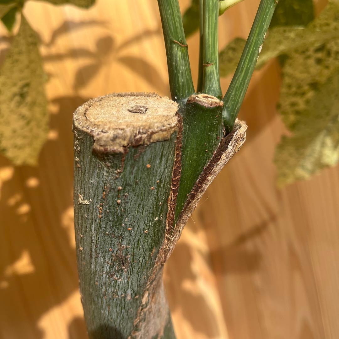 パキラ ミルキーウェイ 【クリスマス感謝祭】｜2026年最新】パキラ