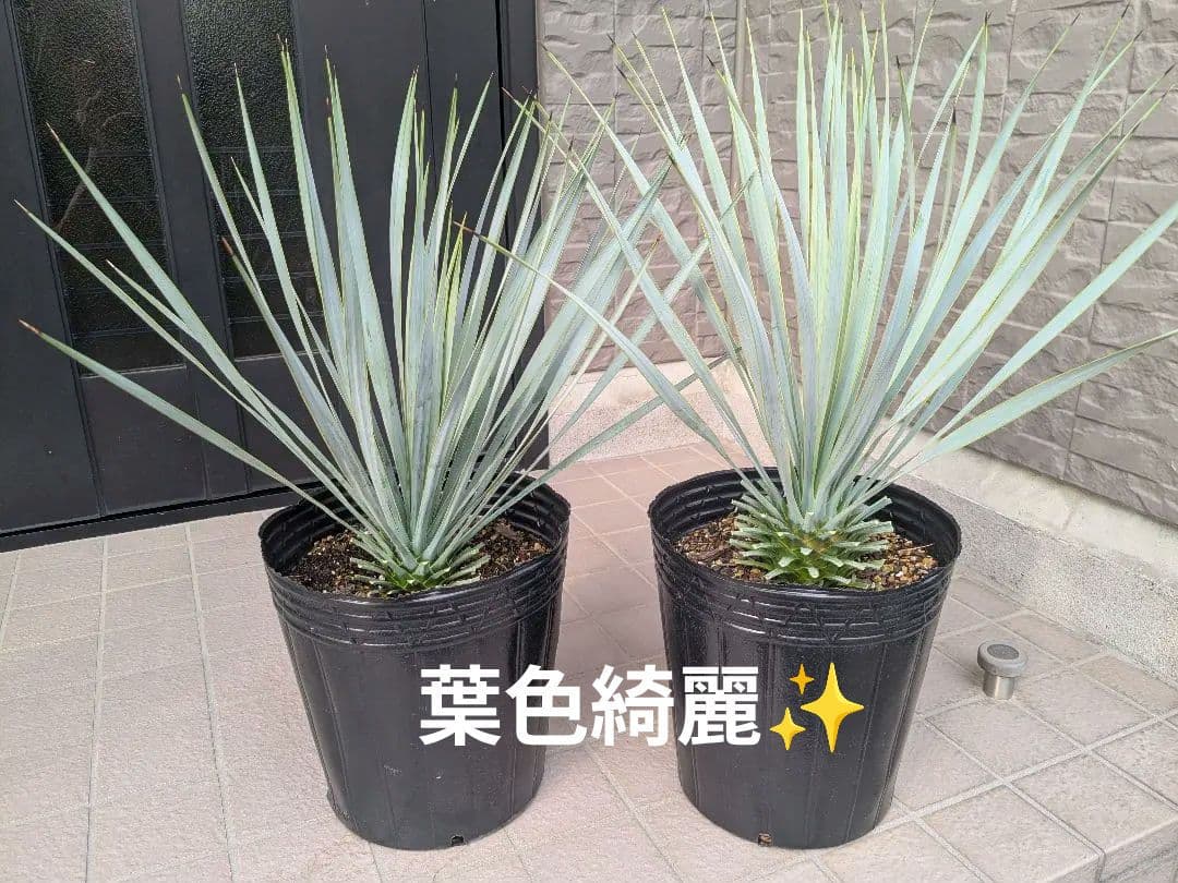 ユッカロストラータ 2023.5播種 国内実生2株セットNo.18