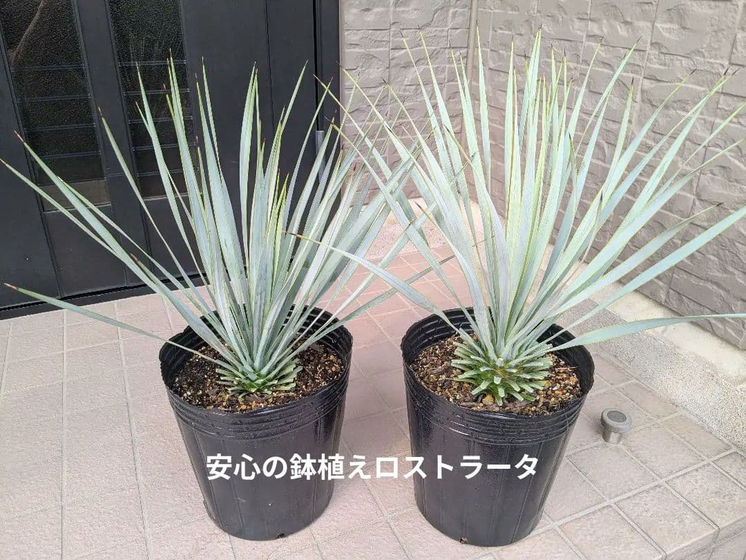 ユッカロストラータ 2023.5播種 国内実生2株セットNo.18