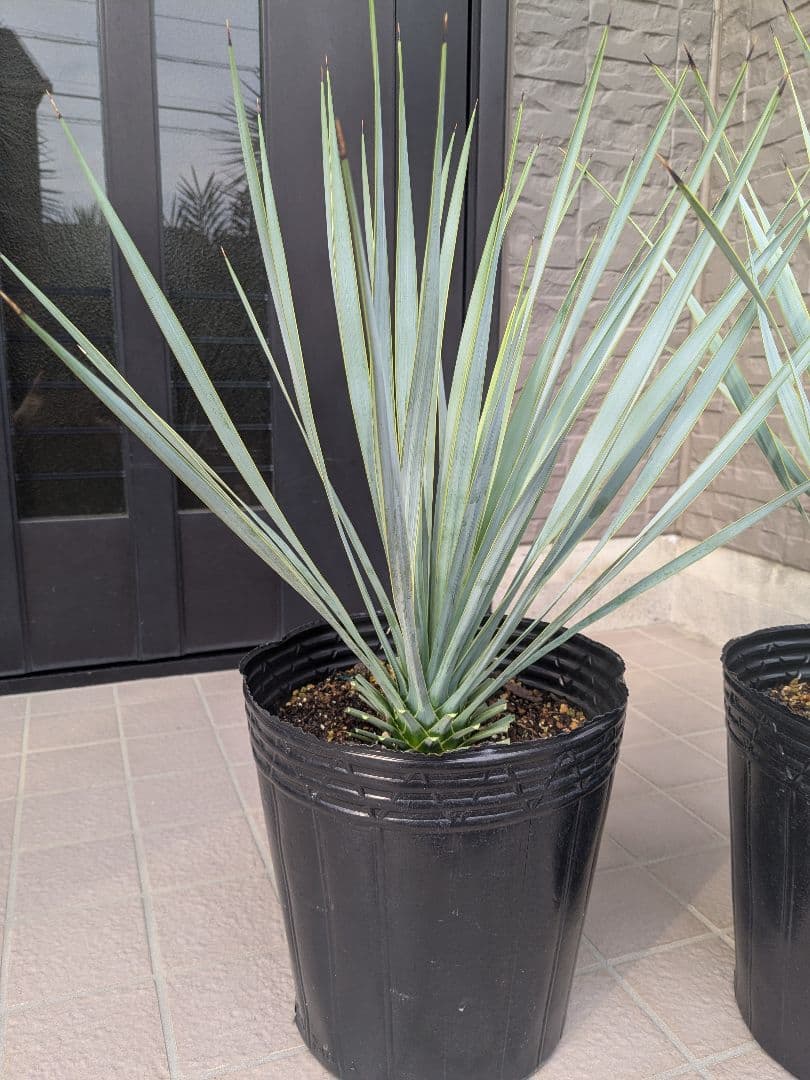 ユッカロストラータ 2023.5播種 国内実生2株セットNo.18