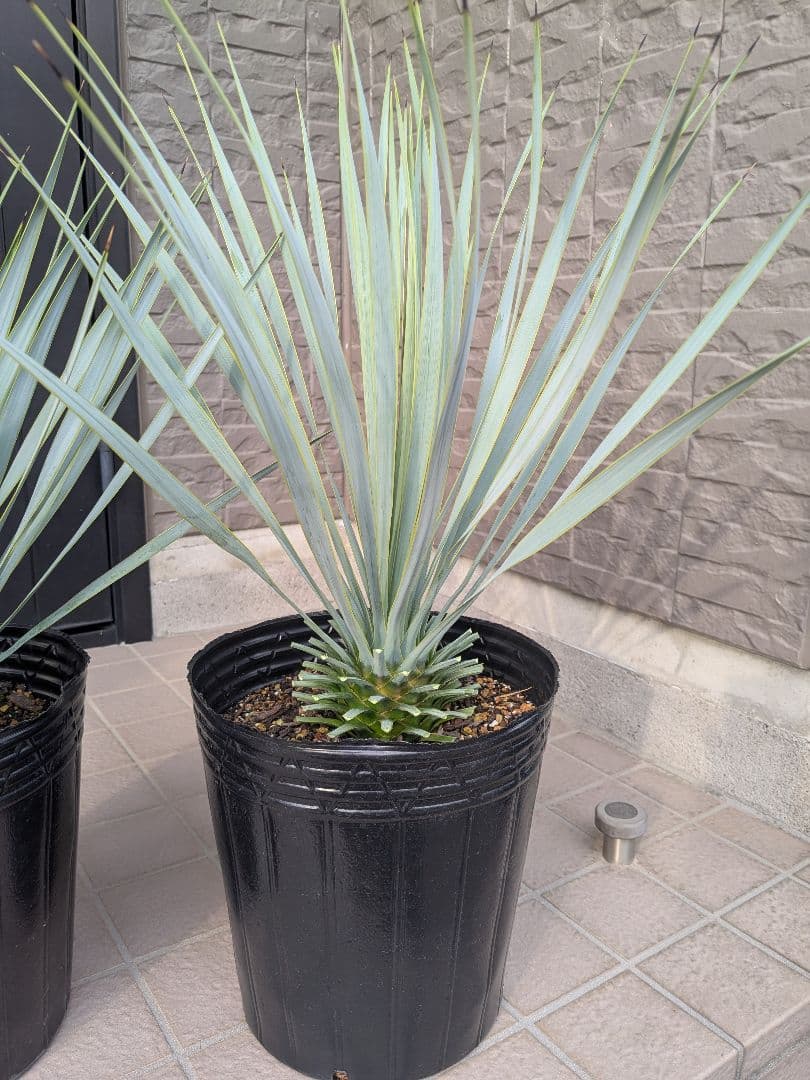 ユッカロストラータ 2023.5播種 国内実生2株セットNo.18