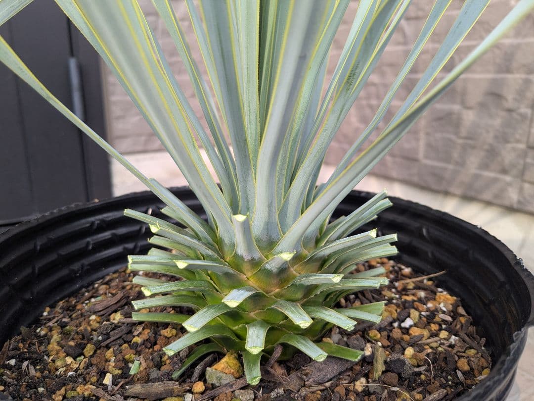 ユッカロストラータ 2023.5播種 国内実生2株セットNo.18