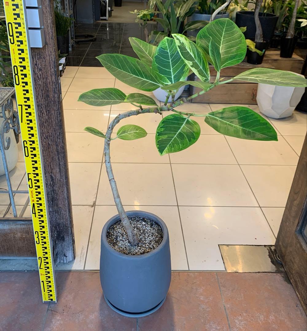 フィカス アルテシマ 曲がり ファイバー鉢 お皿付き - メルカリ