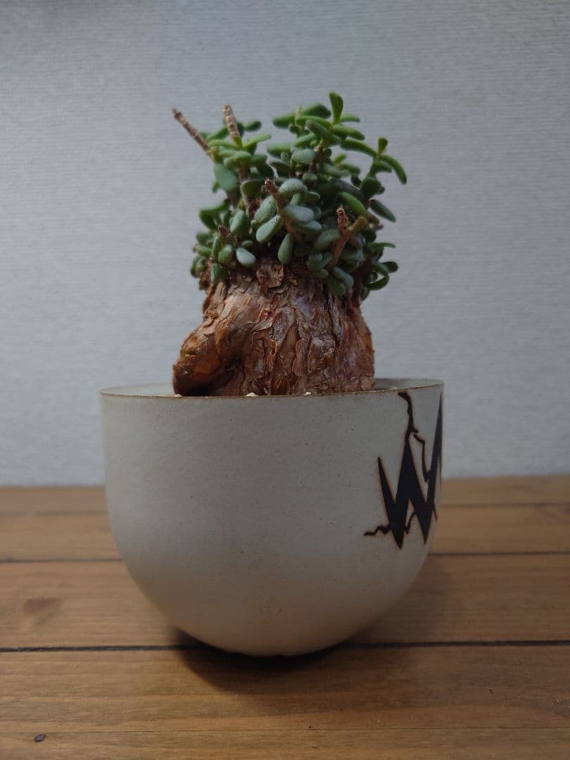 ケラリアピグマエア ベアルート株 VALIEM 鉢