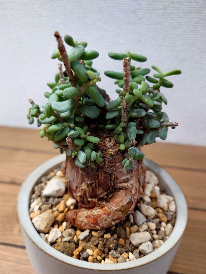 ケラリアピグマエア ベアルート株 VALIEM 鉢