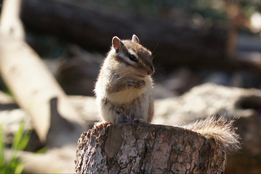 【t.b様】【24時間限定特価】SONY α55 ダブルズームレンズセット