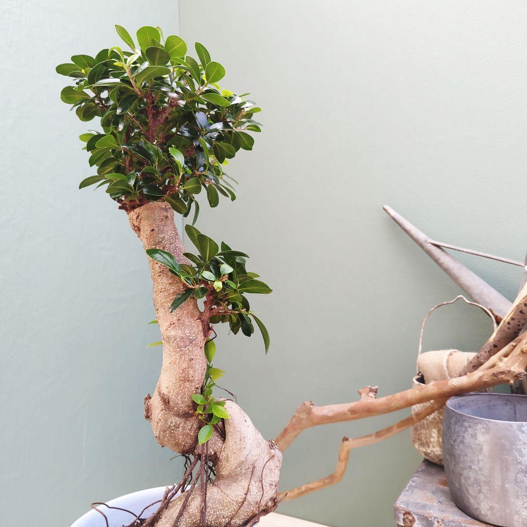 太幹 どっしり曲がりガジュマル ８号 (現品) 縁起物 根上り