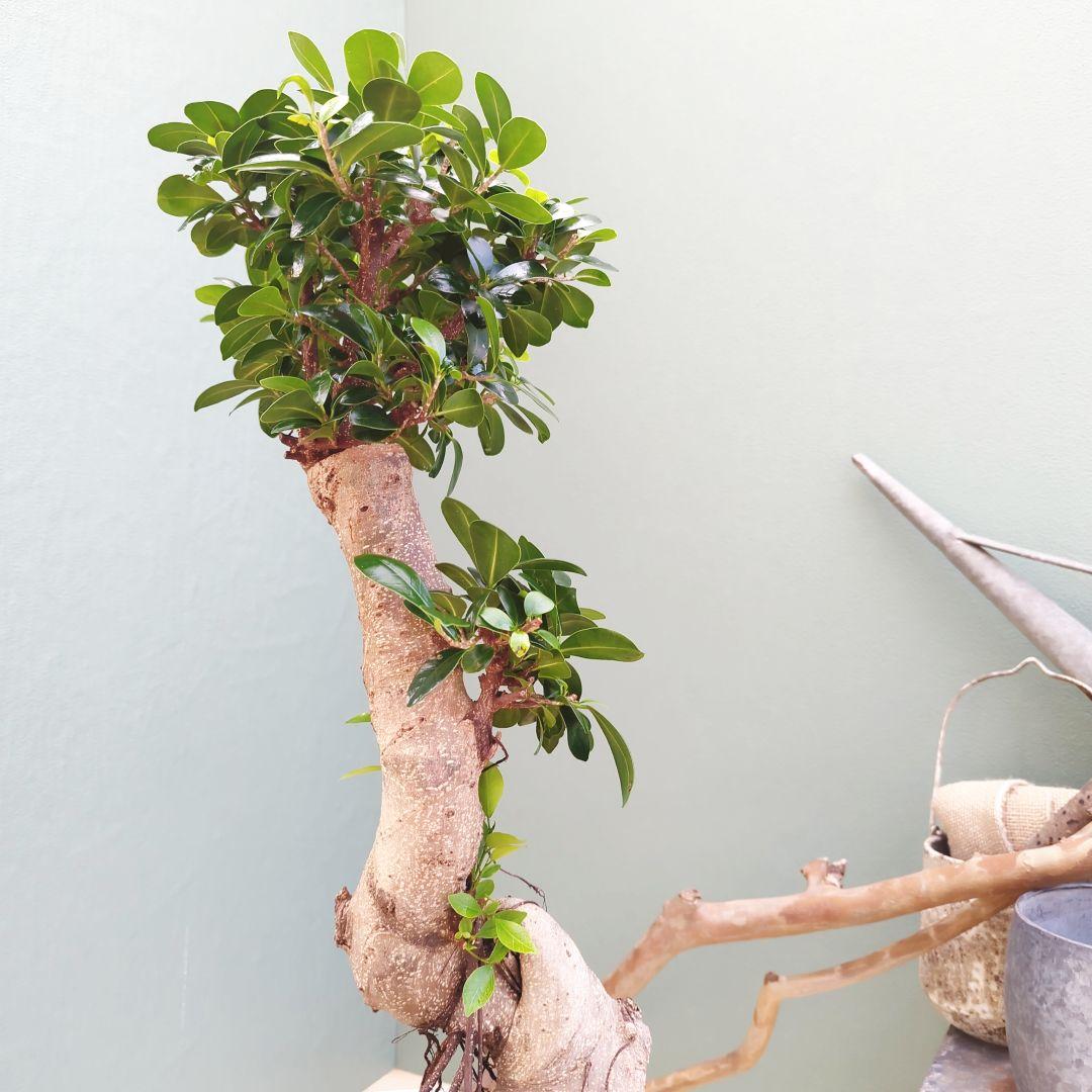 太幹 どっしり曲がりガジュマル ８号 (現品) 縁起物 根上り