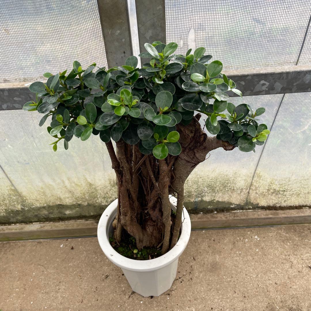 パンダガジュマル コパンダ 接木 8号