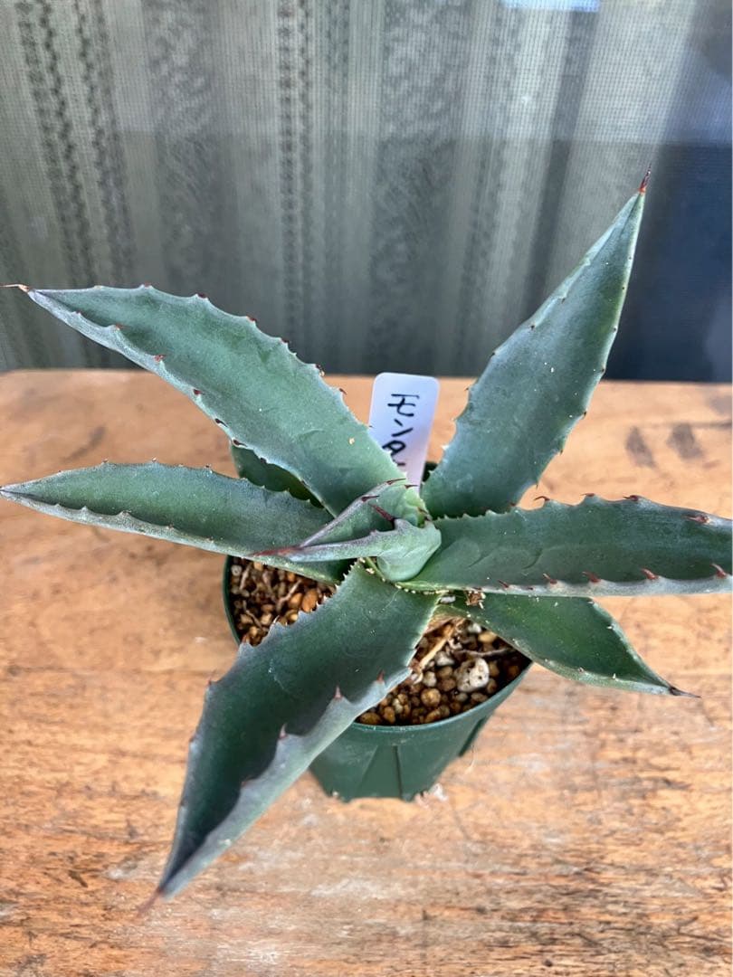 アガベ モンタナ緑の尖った葉 - メルカリ