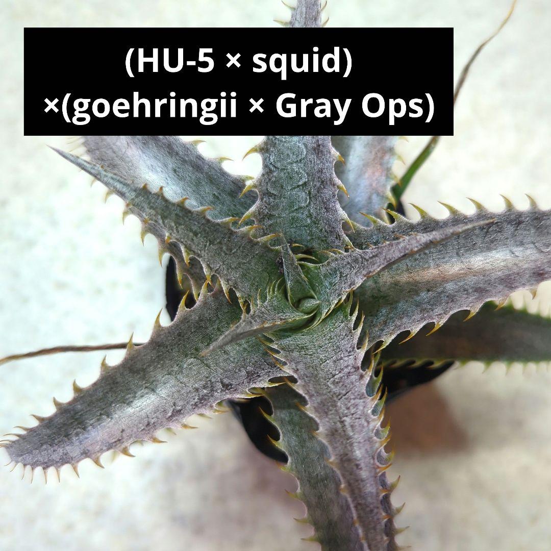 ディッキア ポットごと発送 73 - メルカリ