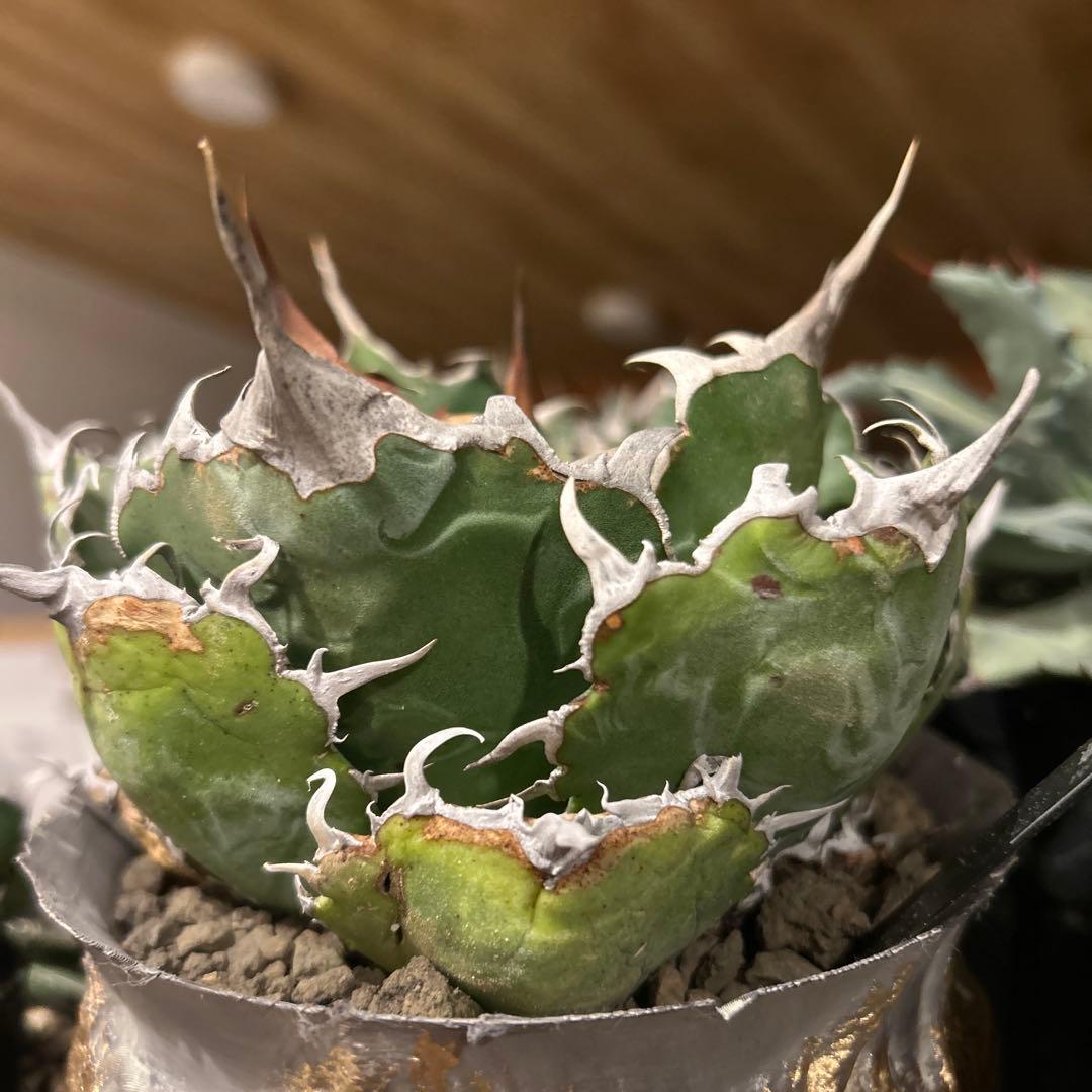 台湾白鯨［大株］作家鉢付き　コレクション株　激長トップスパイン