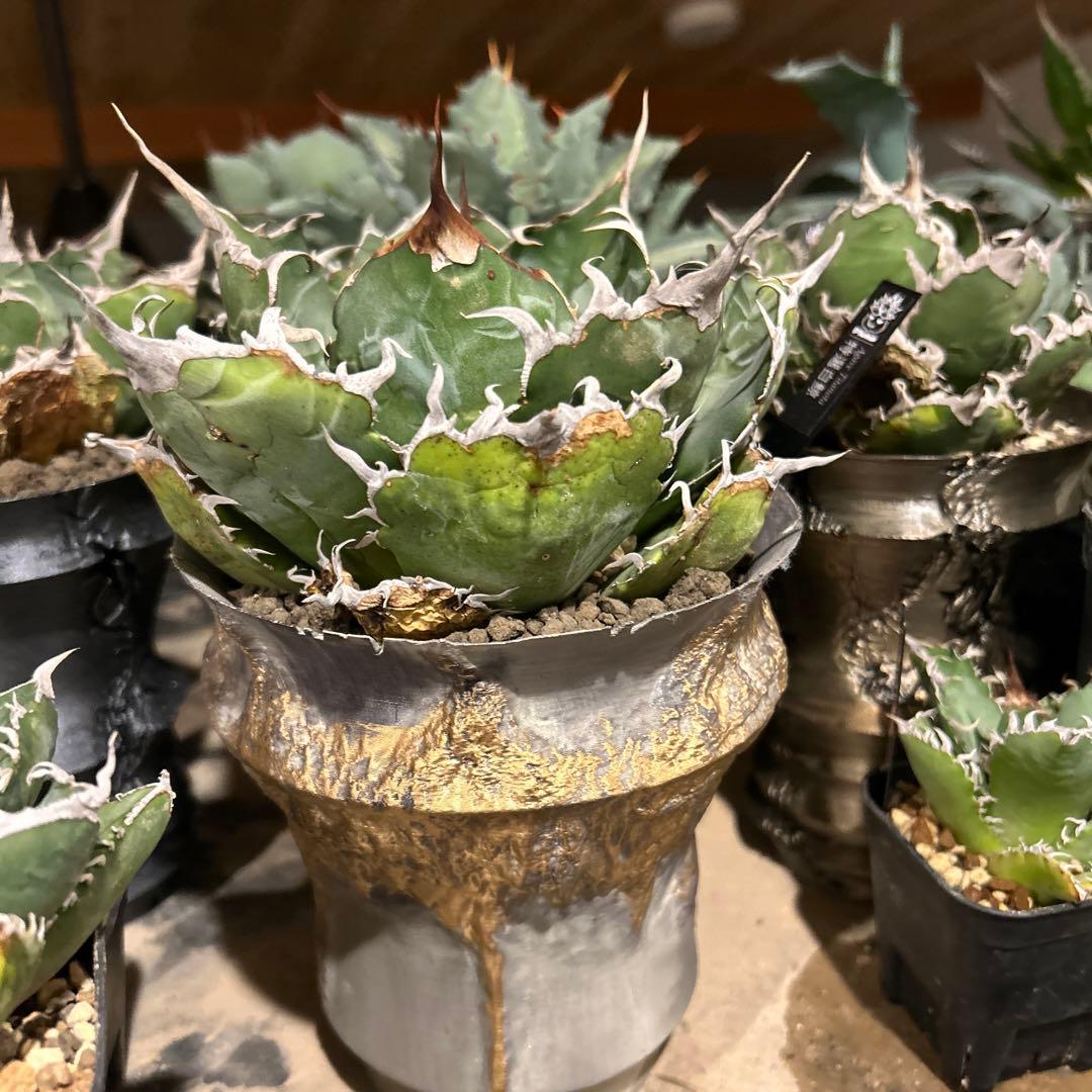 台湾白鯨［大株］作家鉢付き　コレクション株　激長トップスパイン