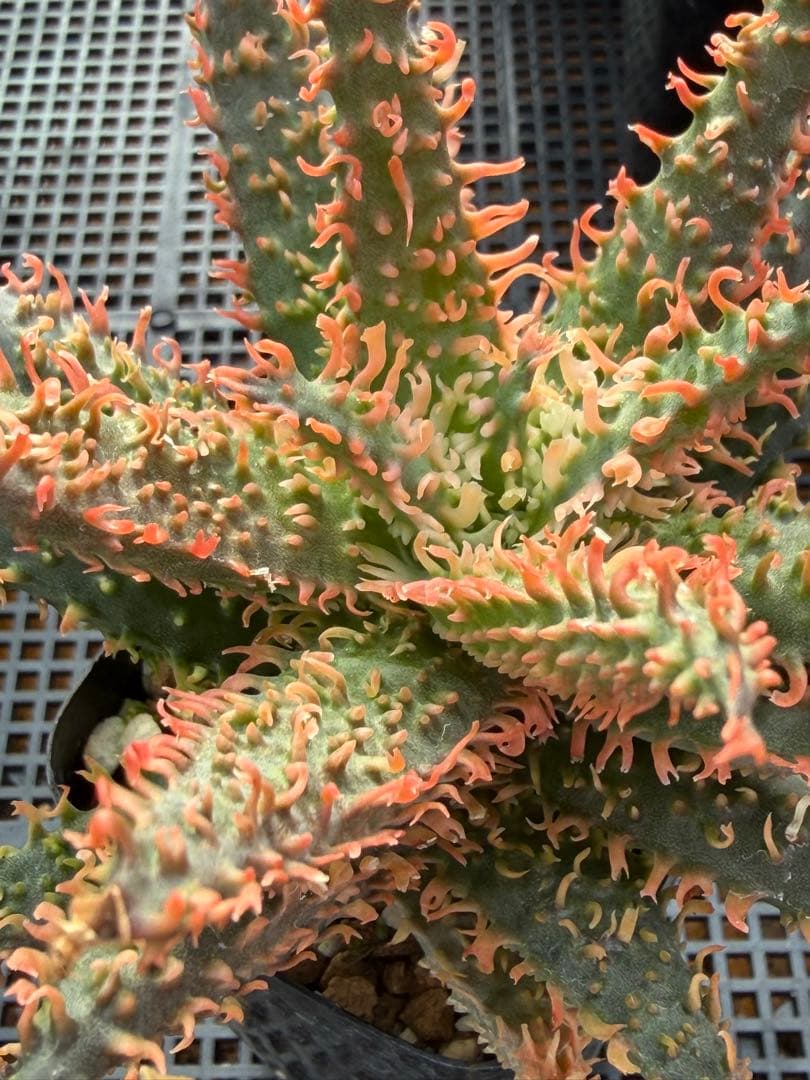 アロエ　ハイブリッド　Aloe hybrid 第四種　Newyear-7