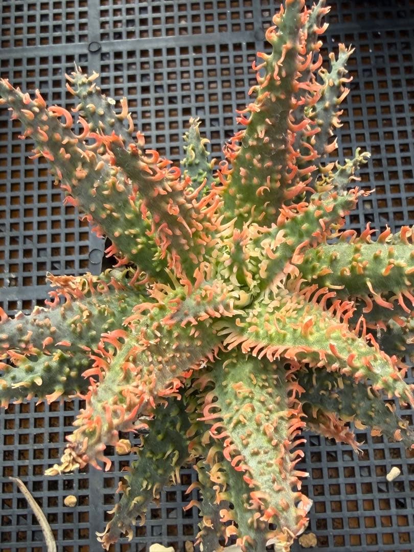 アロエ　ハイブリッド　Aloe hybrid 第四種　Newyear-7