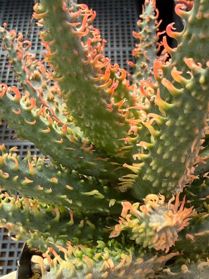 アロエ　ハイブリッド　Aloe hybrid 第四種　Newyear-7