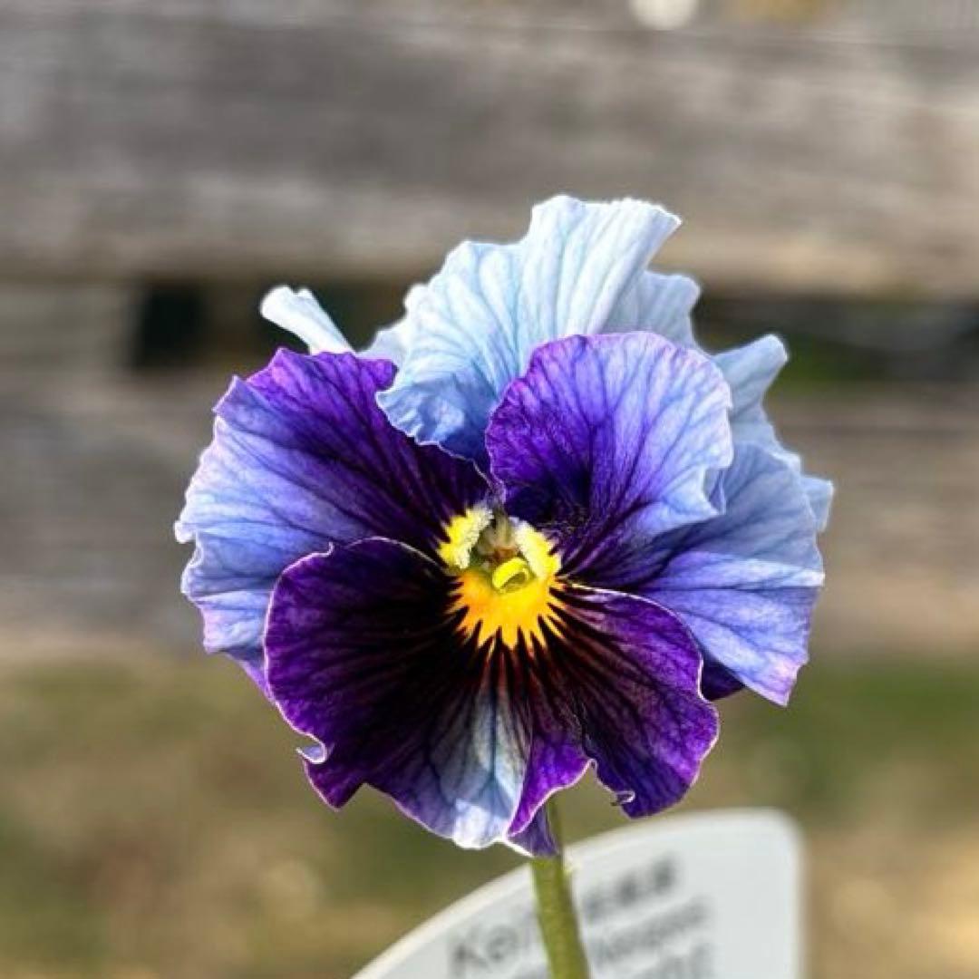 MIYABI様ご依頼品　フェデネージュムーンライト3苗　 現品　タグ付き