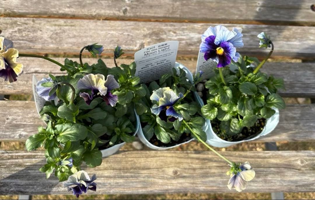 MIYABI様ご依頼品　フェデネージュムーンライト3苗　 現品　タグ付き