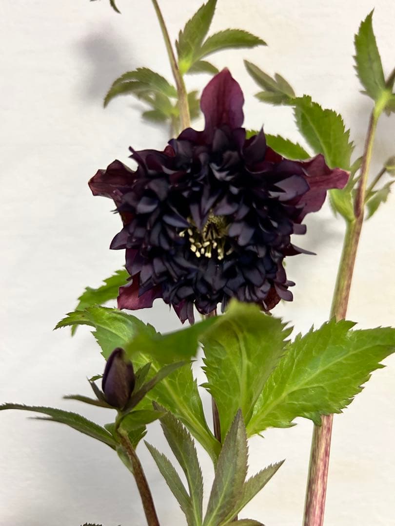 ☆チベタヌス4年苗 ☆ベインが濃く美しい太白山種☆クリスマスローズ