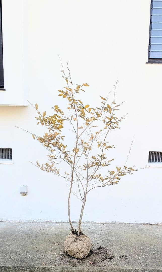 みずたま。山採りシロモジとヤマコウバシ。。。