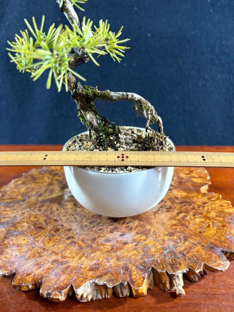 小品盆栽、赤石五葉松、根上がり、斜幹作り 目立った傷や汚れなし