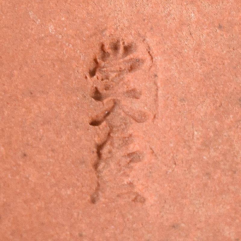 茶道具　鯛　香合　在銘　共箱　V　7480