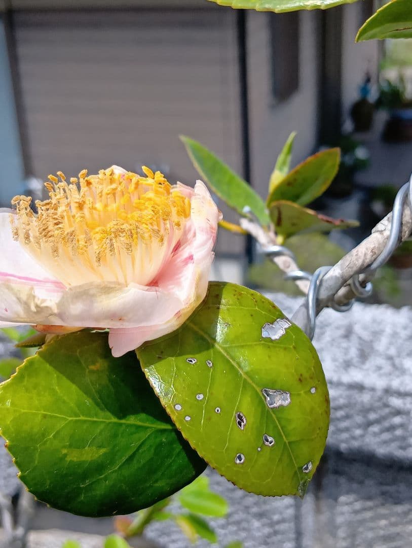 山木華厳様専用‼️肥後椿盆‼️引き取り限定 - メルカリ