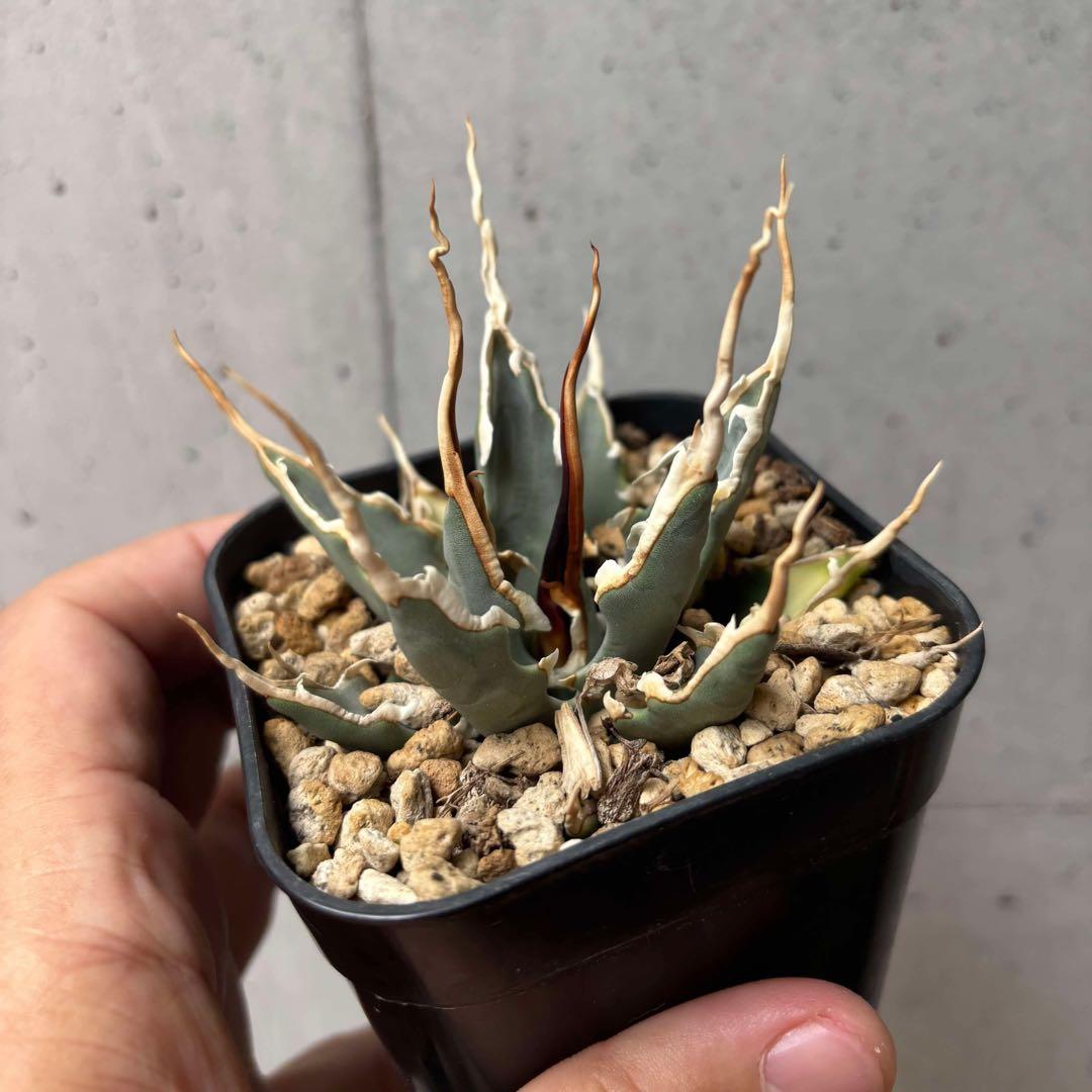 アガベ　ユタエンシス　エボリスピナ　選抜